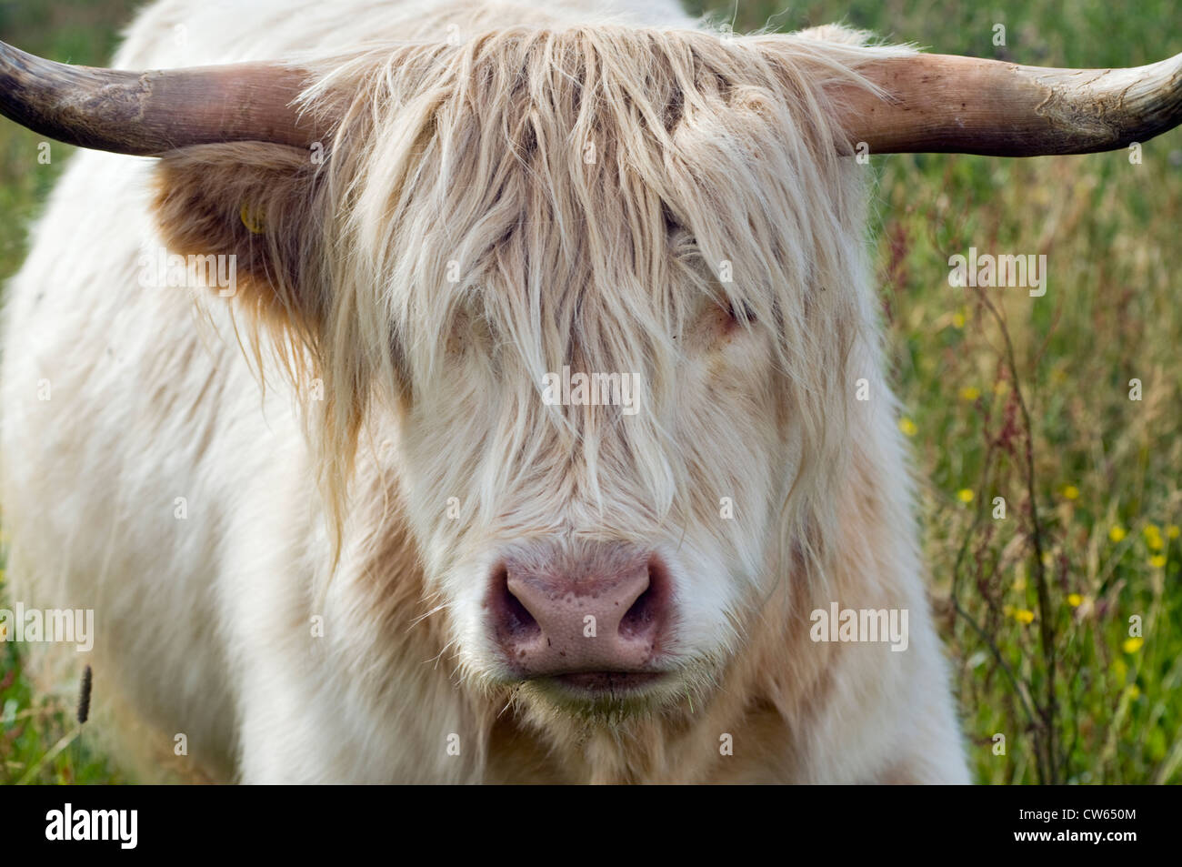 A Highland cow on the Isle of Skye in Scotland Stock Photo - Alamy