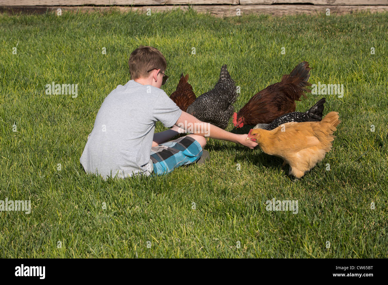 Boy feeds a free range chickens some seeds on green grass, summer