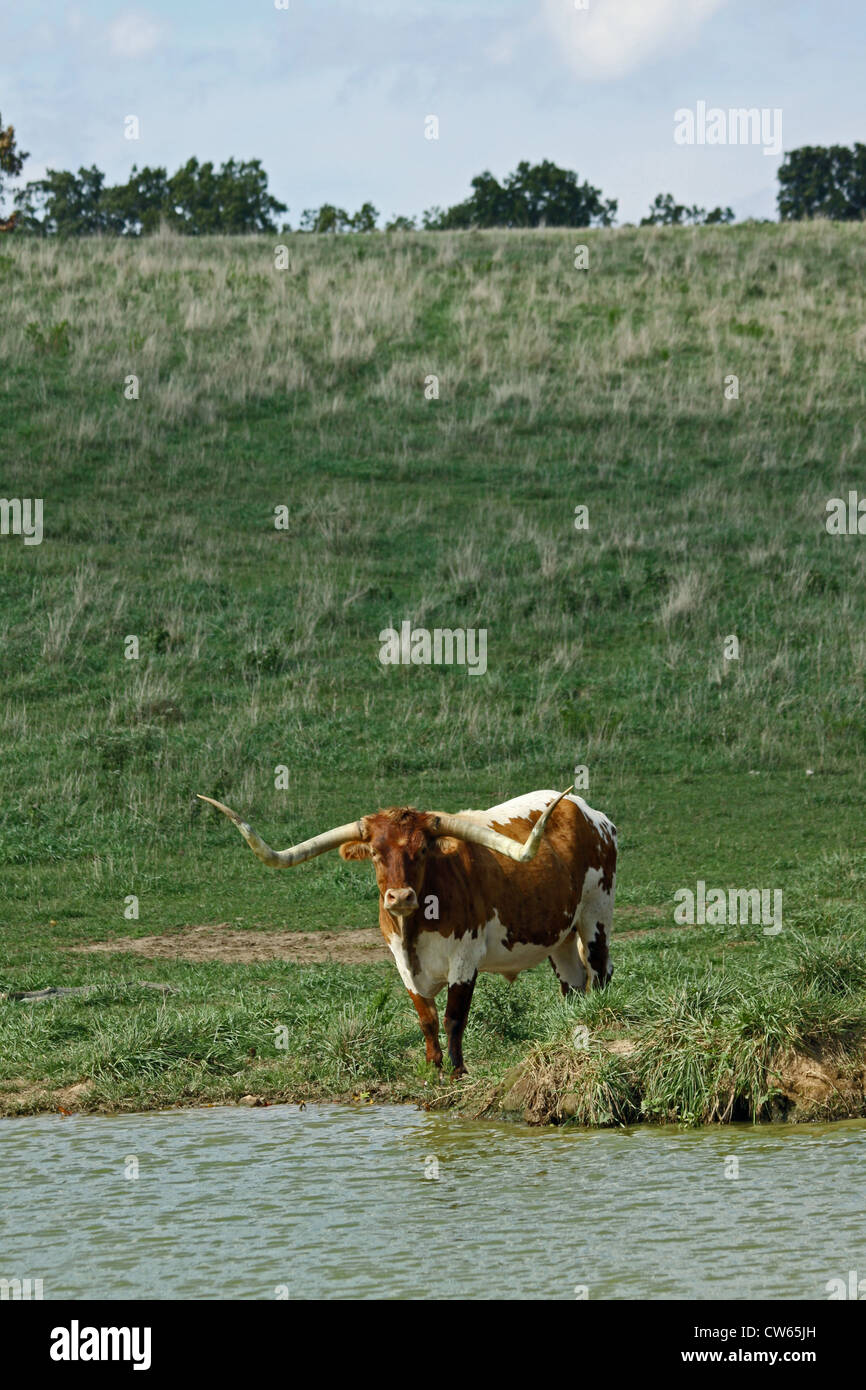 Longhorn steer - Stock Image