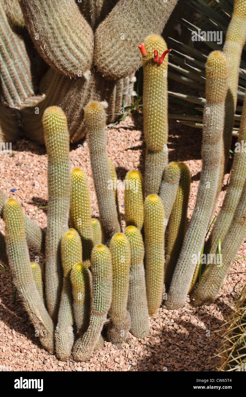 espostoa lanata cactii at the Marjorelle Gardens in Marrakech, Morocco Stock Photo