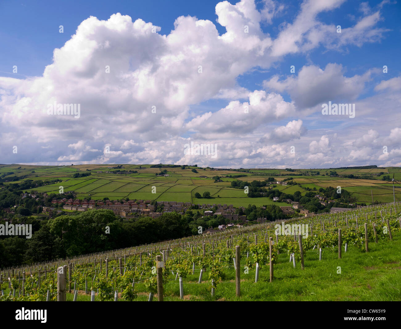 Vineyard above Holmfirth, the Last of the Summer Wine Country in West Yorkshire England Stock Photo