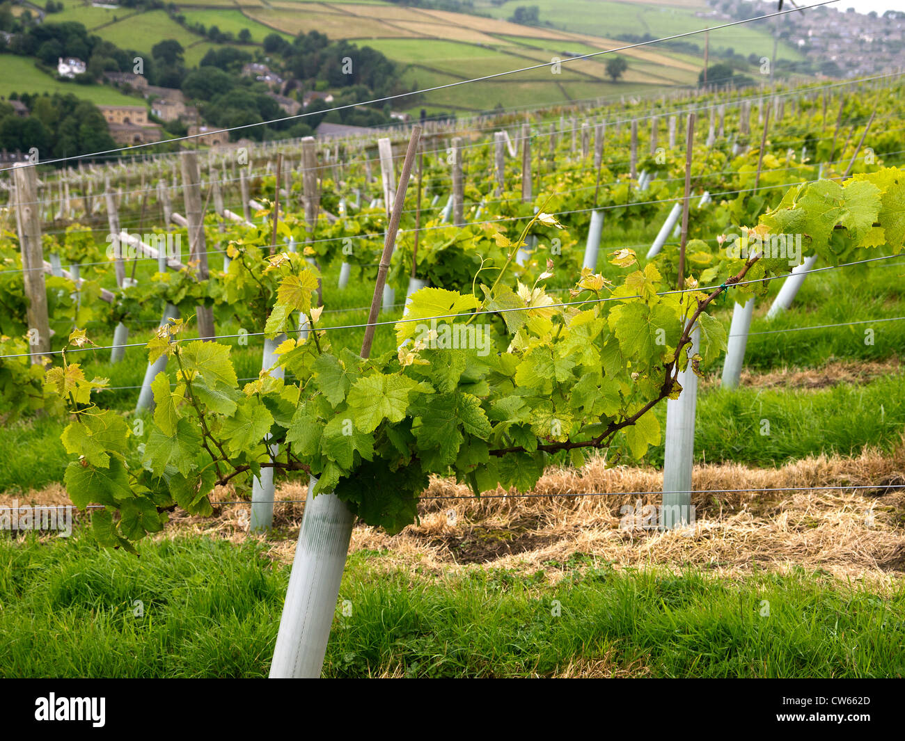 Vineyard above Holmfirth, the Last of the Summer Wine Country in West
