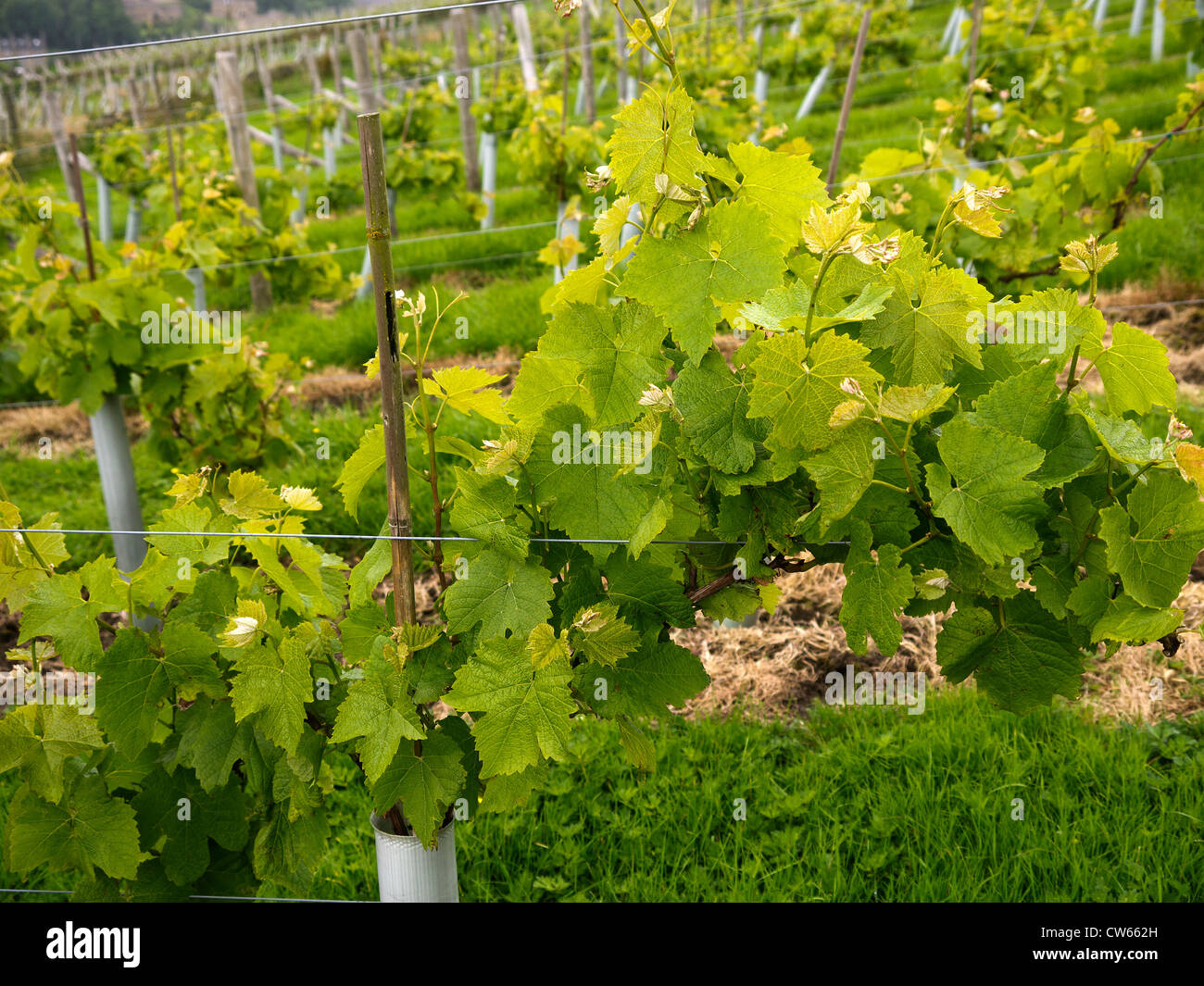 Vineyard above Holmfirth, the Last of the Summer Wine Country in West