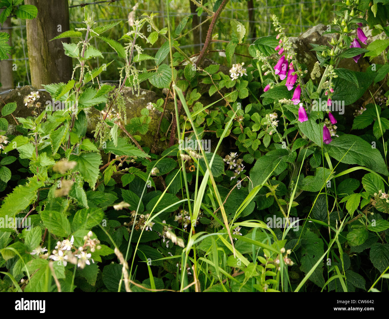hedgerow flowers above Holmfirth, the Last of the Summer Wine Country in West Yorkshire England