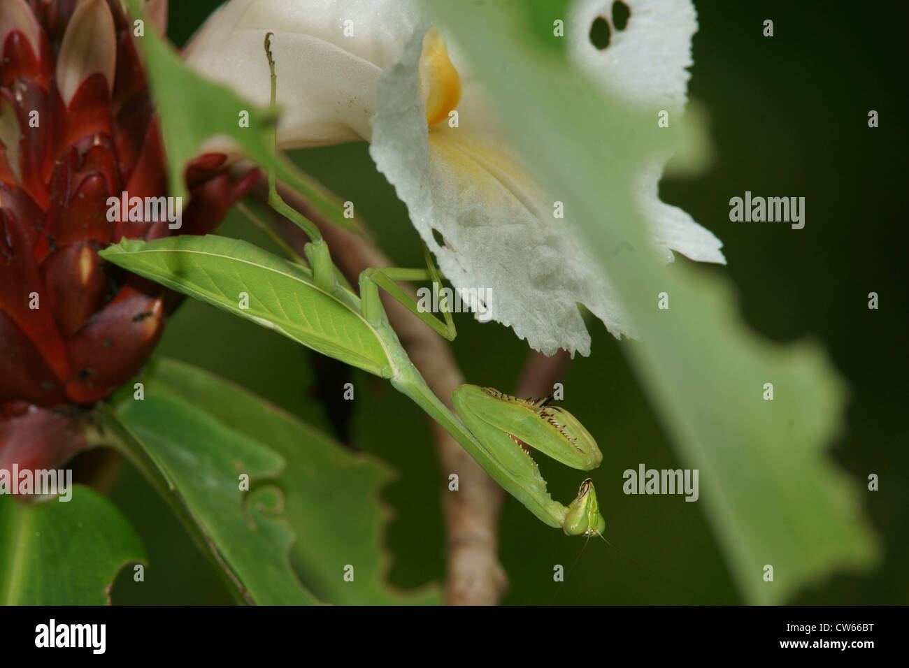Praying Mantis on white flower Stock Photo Alamy