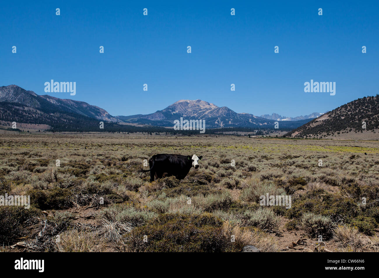 A lone cow grazing near Hot Creek with Mammoth Mountain in the background at Mammoth Lakes California Stock Photo