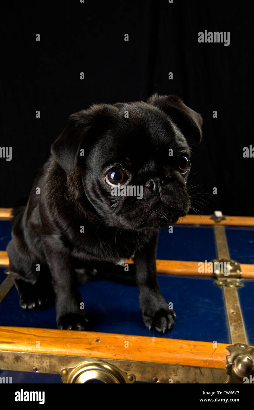 A black pug, 6 months old, sitting atop an antique trunk. Stock Photo