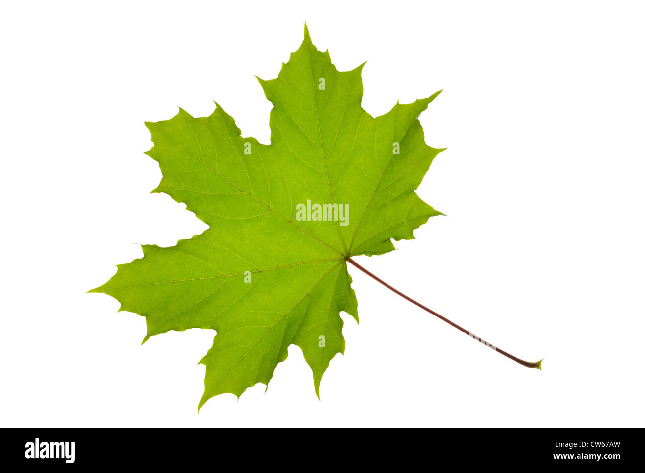 Green maple leaf isolated over white background Stock Photo - Alamy