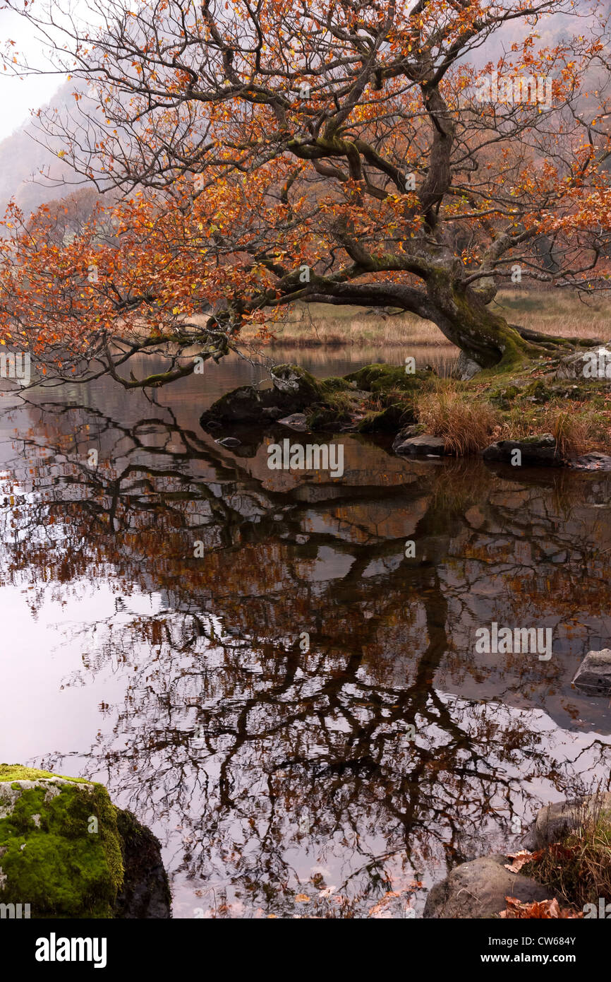 Overhanging Oak tree and it's reflection in calm waters of Rydal Water, English Lake District, Cumbria, England, UK Stock Photo