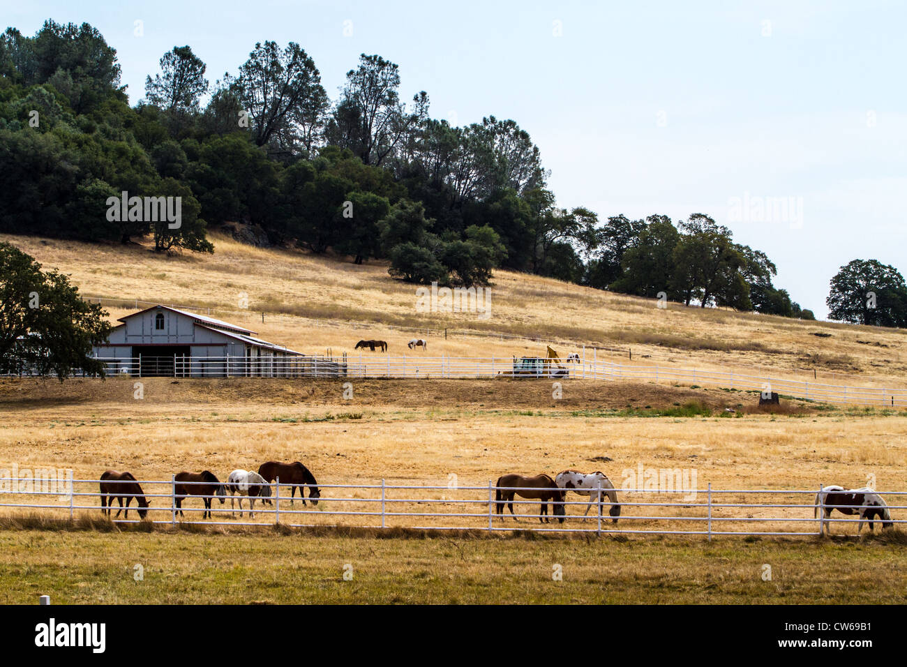 A horse ranch along California's highway 49 in the gold country of