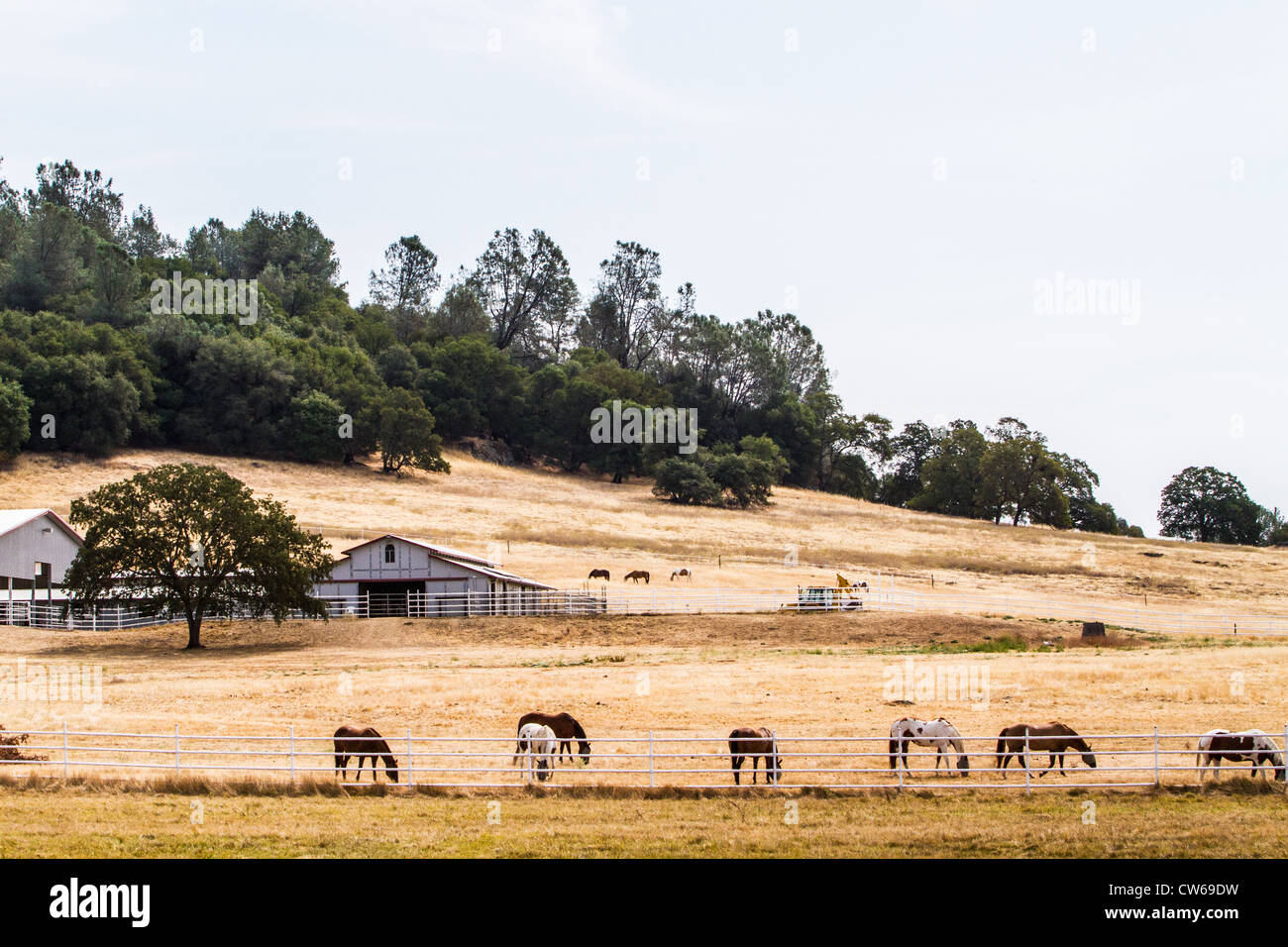 A horse ranch along California's highway 49 in the gold country of