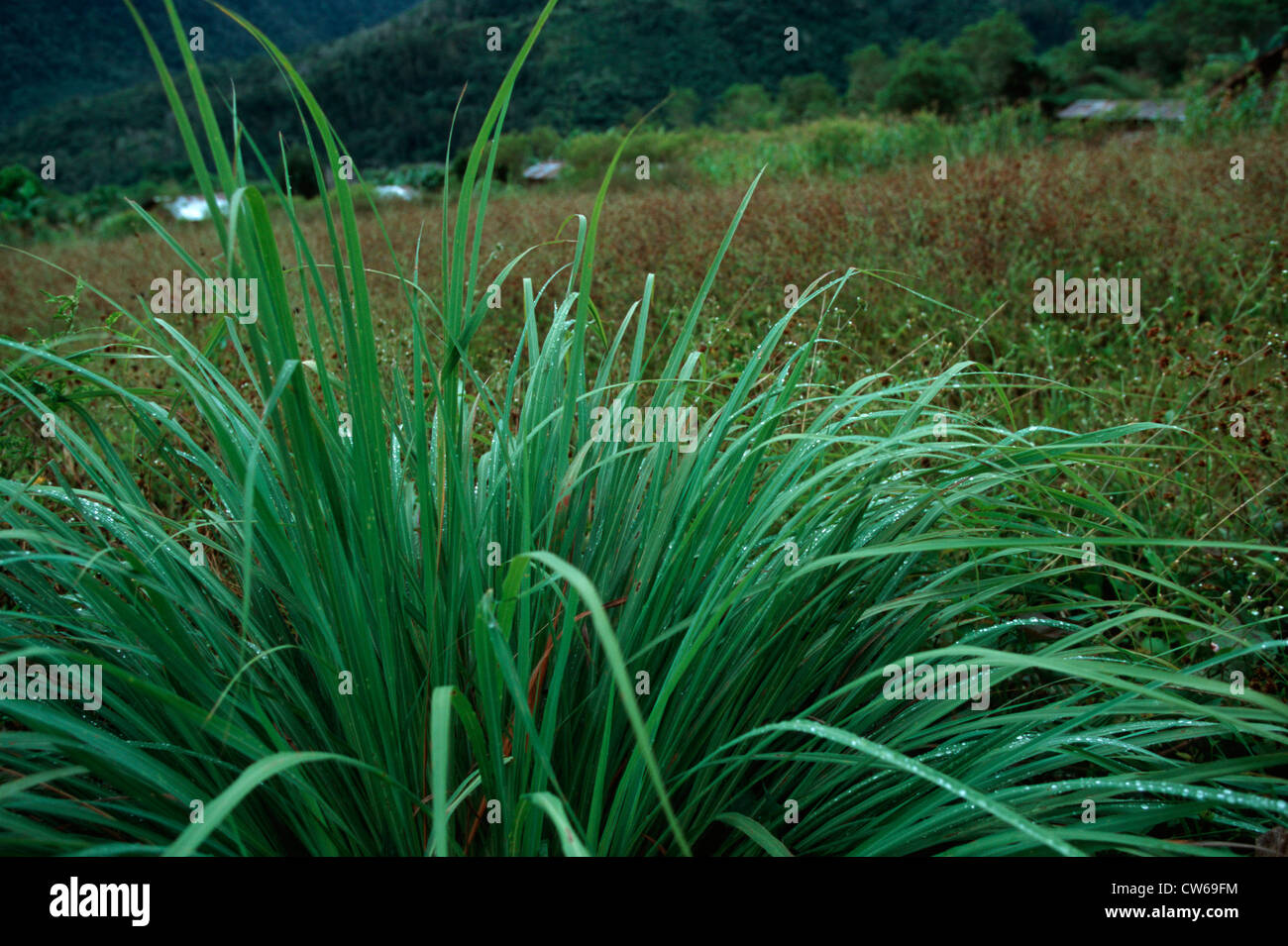 lemon grass (Cymbopogon citratus, Andropogon citratus), habit, Indonesia Stock Photo