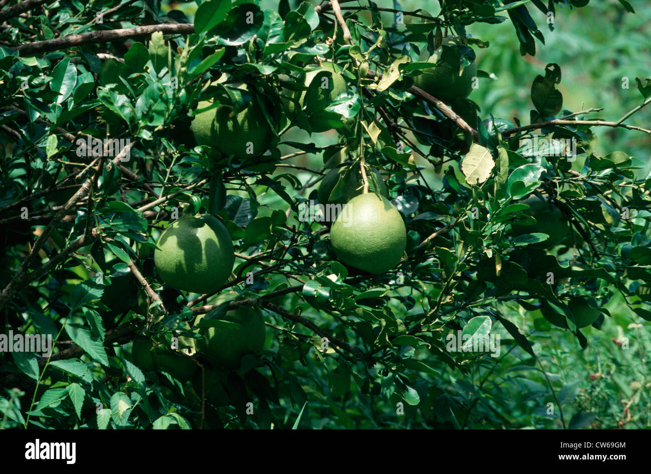 pomelo, Chinese grapefruit, pummelo, pommelo, Lusho Fruit, jabong