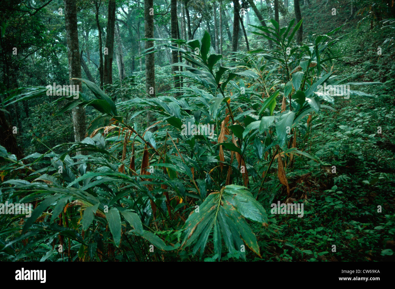 Cardamom plants india hires stock photography and images Alamy