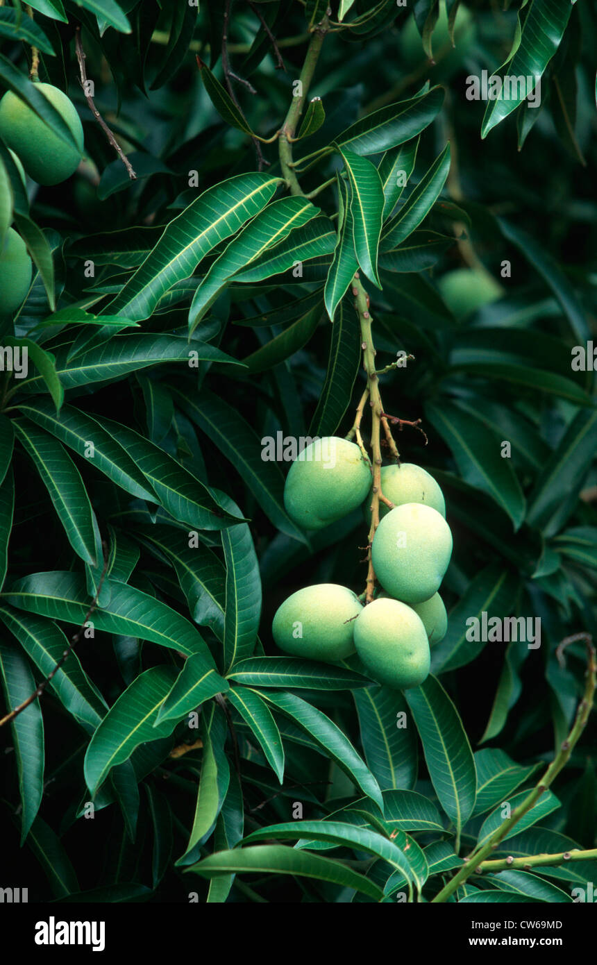 mango (Mangifera indica), fruits at a twig Stock Photo Alamy