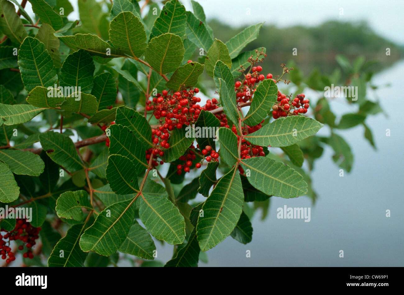 Brazilian pepper tree (Schinus terebinthifolius), in mangrove, Florida Stock Photo Alamy