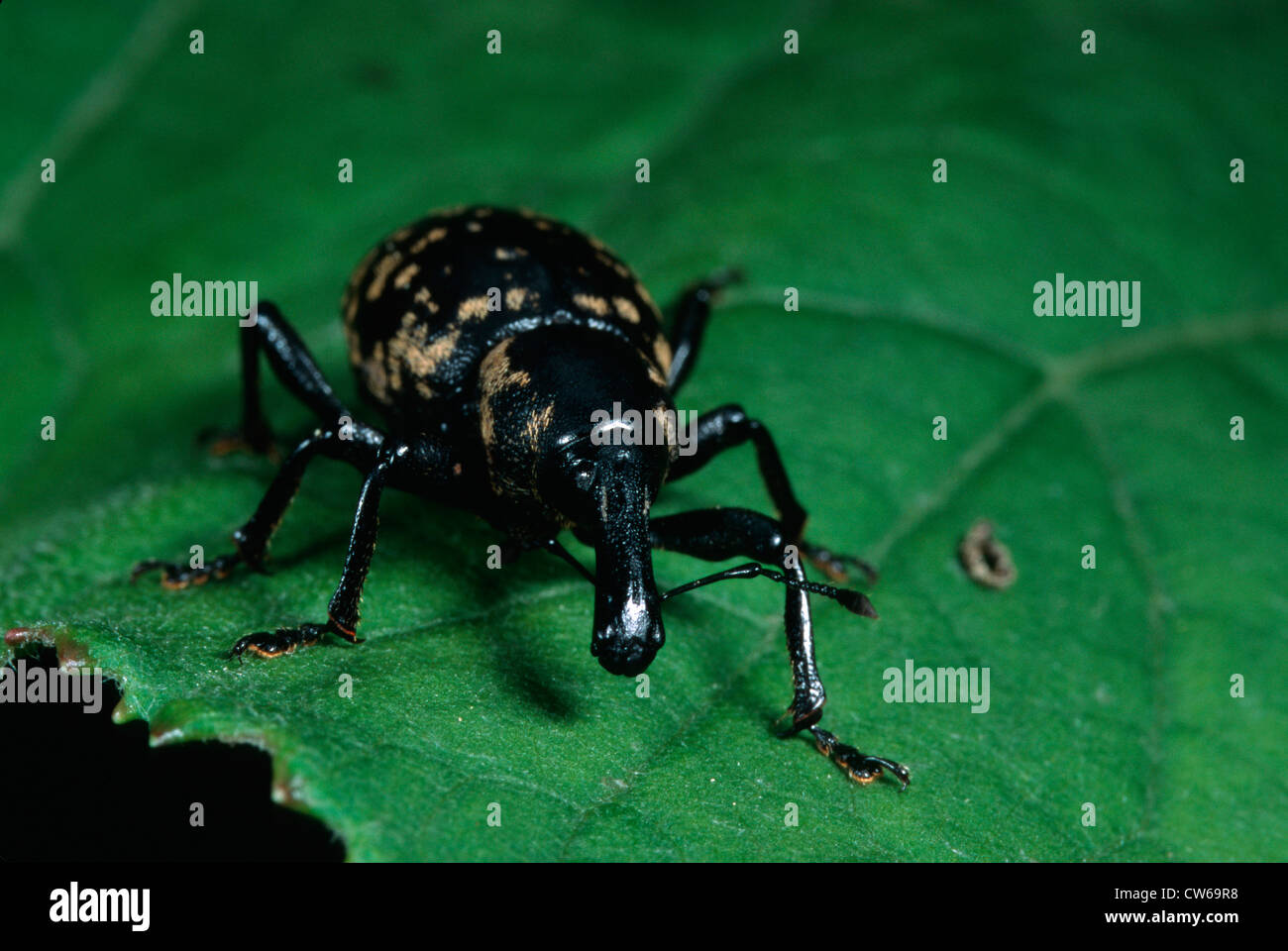 Liparus glabrirostris (Liparus glabrirostris), sitting on a leaf Stock Photo