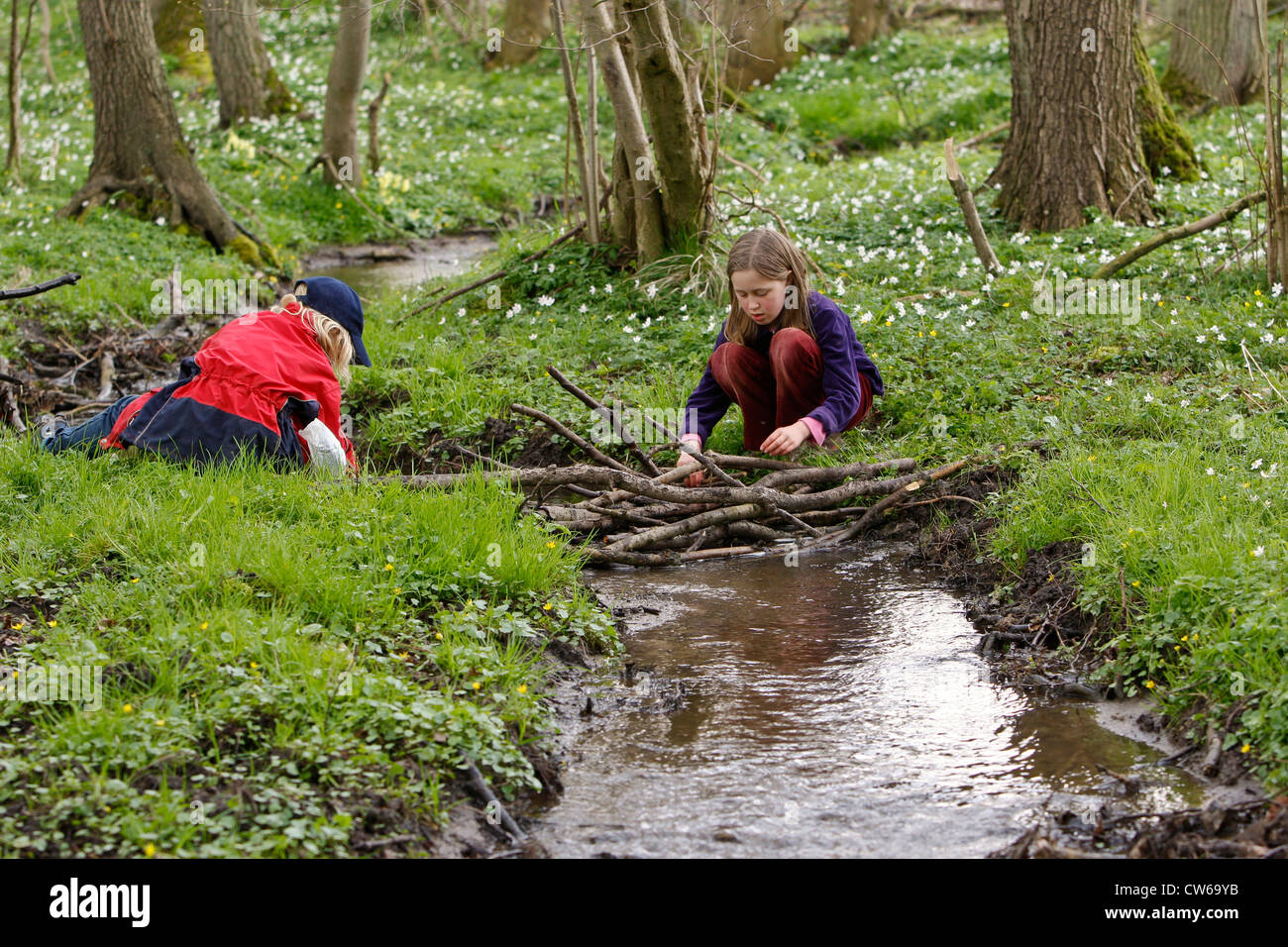children building a barrage with branches at a creek Stock Photo
