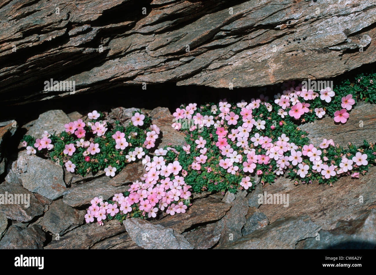 alpine rock-jasmine (Androsace alpina, Androsace glacialis), bloomig in crevice Stock Photo