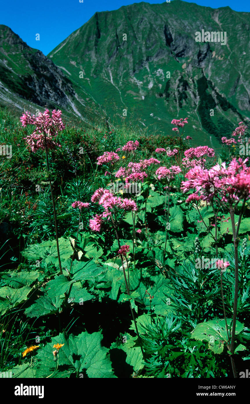 common adenostyles (Adenostyles alliariae), blooming, Austria, Lechtaler Alpen Stock Photo