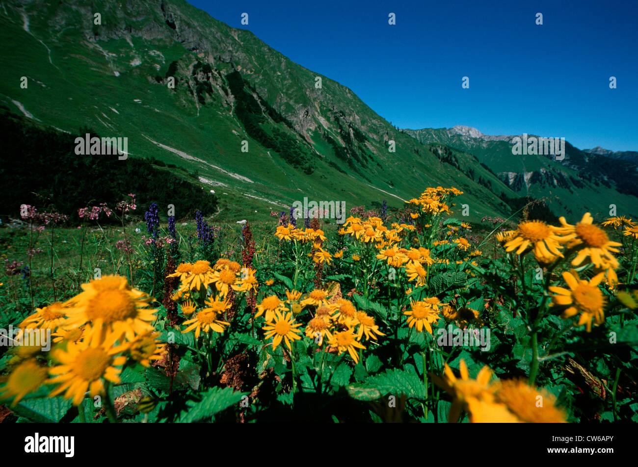 Alpine Ragwort (Senecio alpinus, Senecio cordatus), blooming, Italy ...