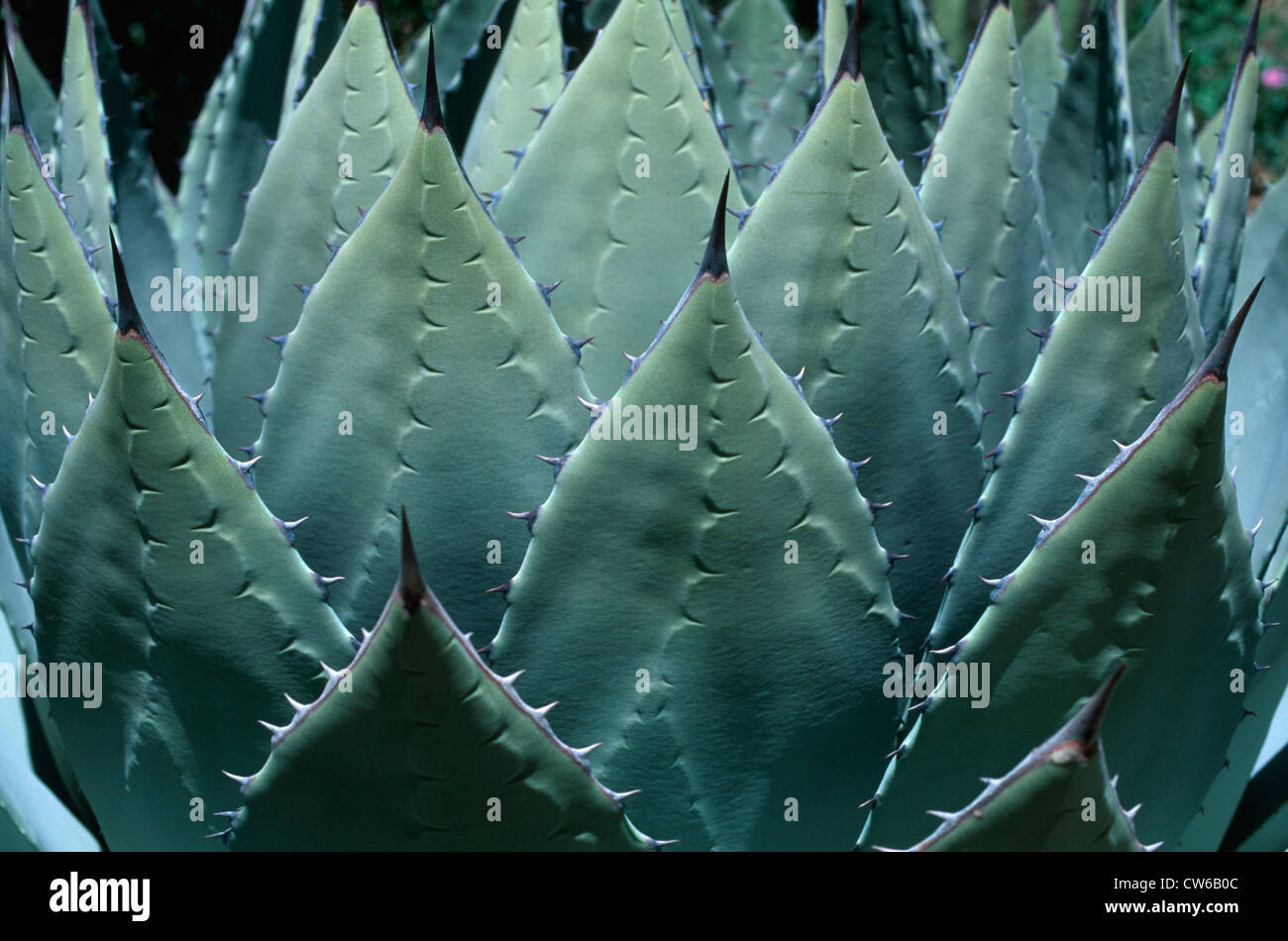 Parry's Agave (Agave parryi, Agave neomexicana), habit Stock Photo