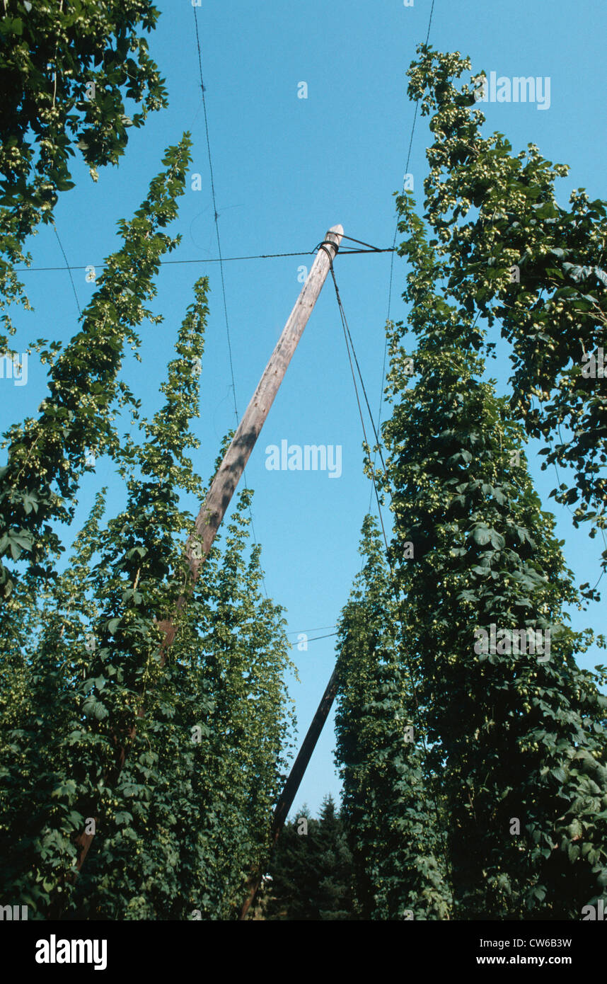 common hop (Humulus lupulus), cultivation Stock Photo