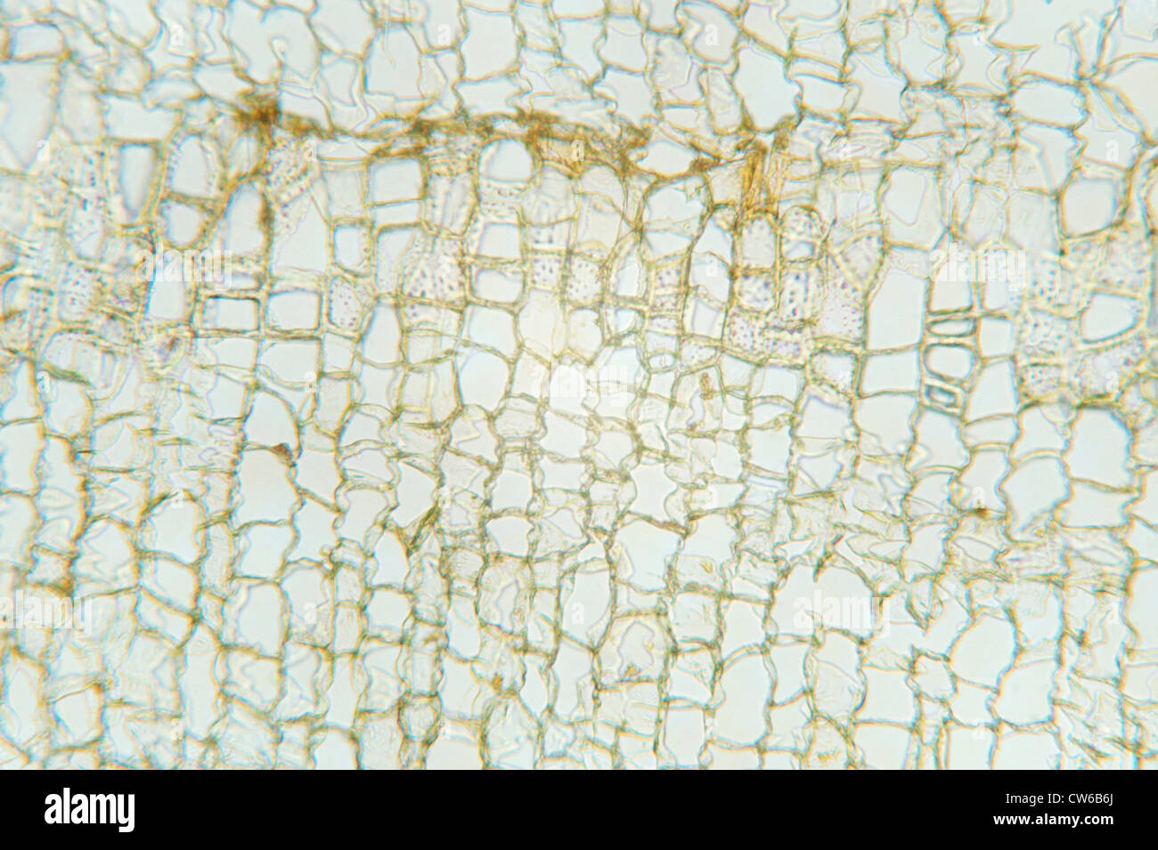 Cork Cells Microscope at Trujillo blog