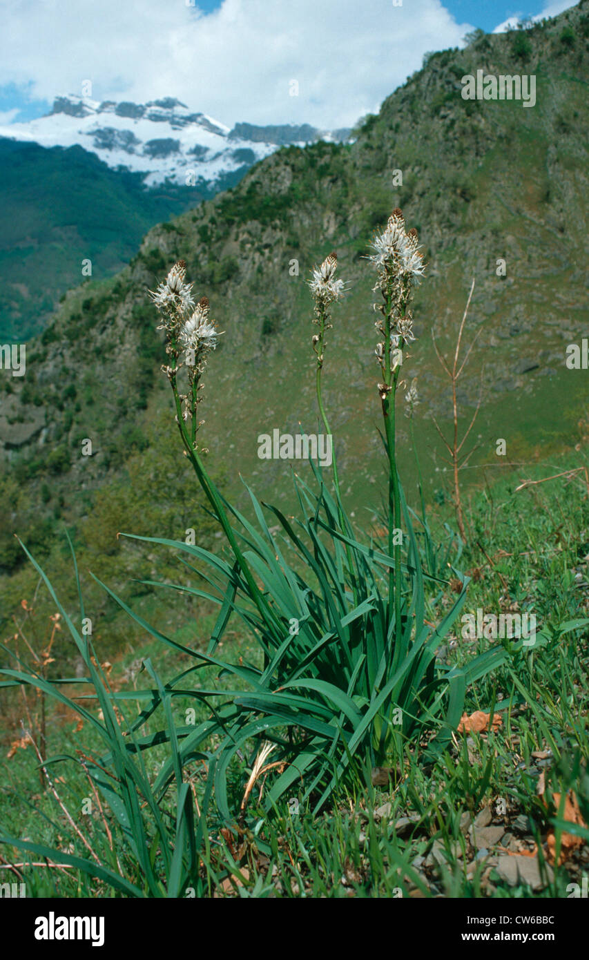 white asphodel (Asphodelus albus), blooming on a mountain meadow Stock Photo