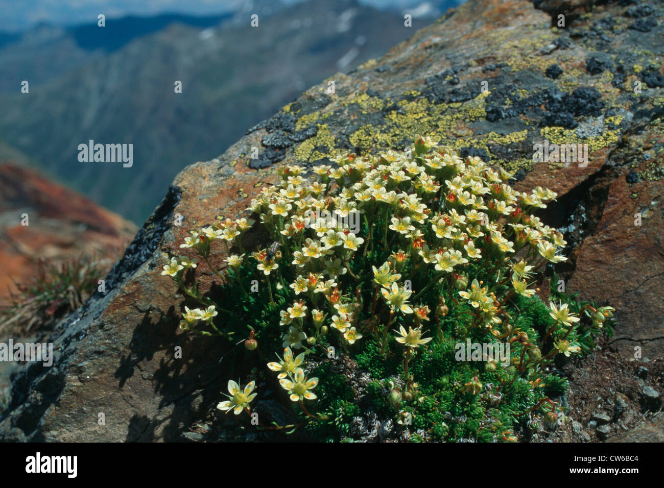 Saxifraga bryoides (Saxifraga bryoides), blooming in crevice Stock Photo