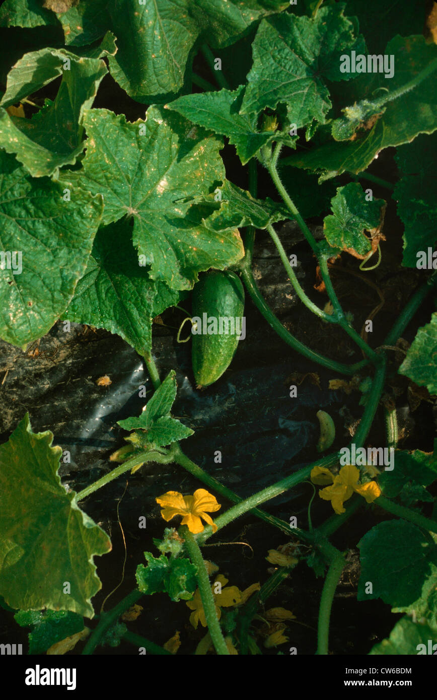 cucumber (Cucumis sativus), blossom and fruit Stock Photo - Alamy