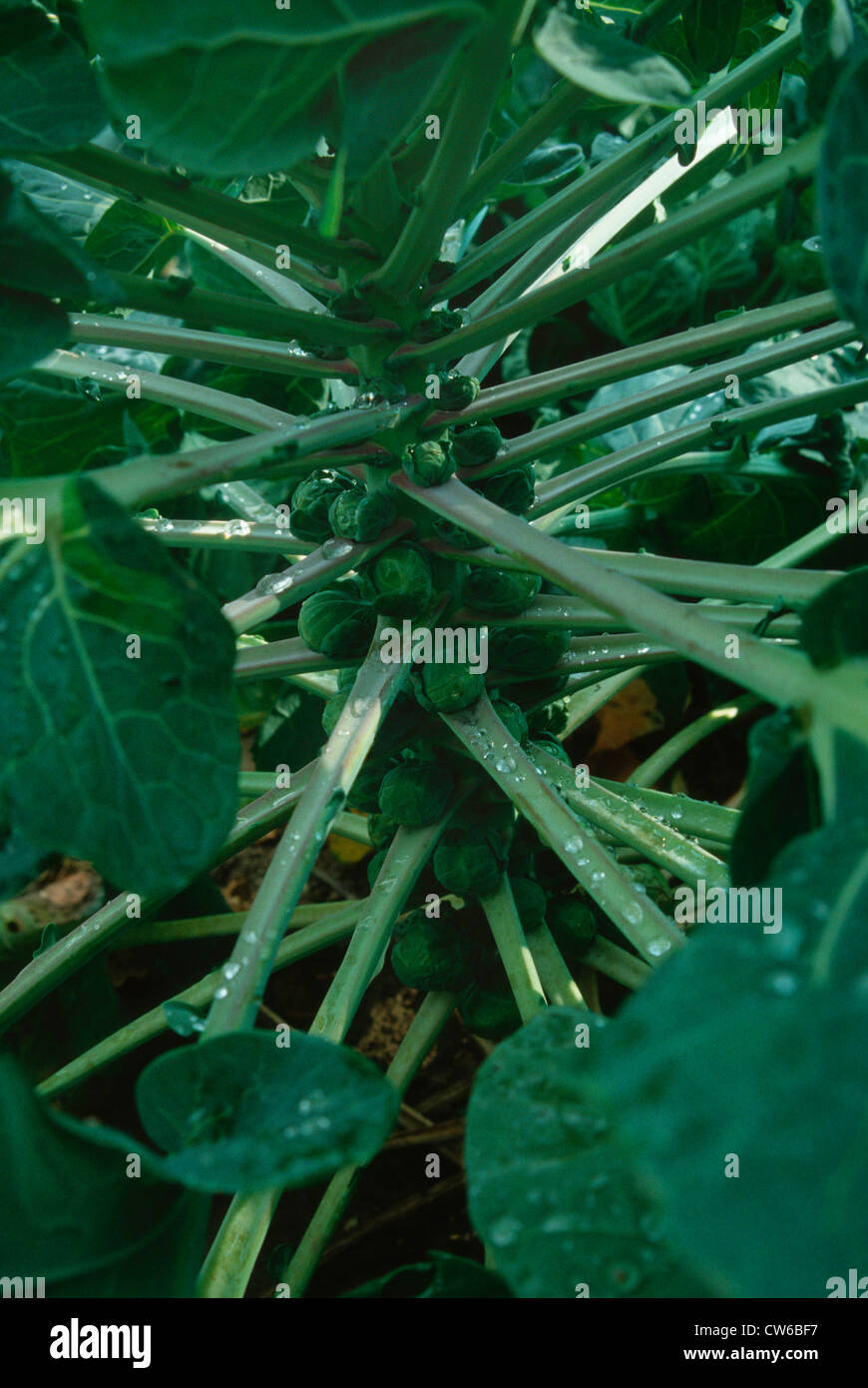 brussel sprouts (Brassica oleraceae var. gemmifera Stock Photo Alamy