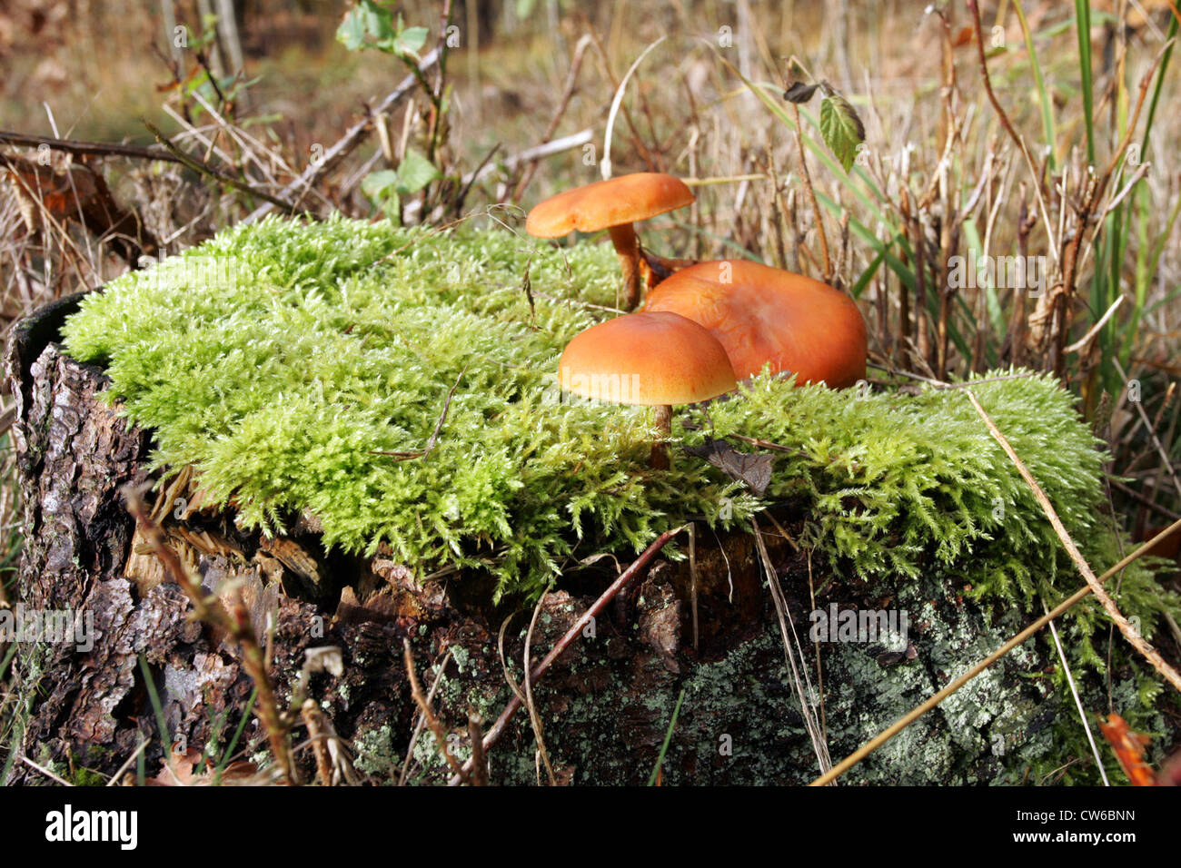 Zingst, mushrooms on a tree stump Stock Photo