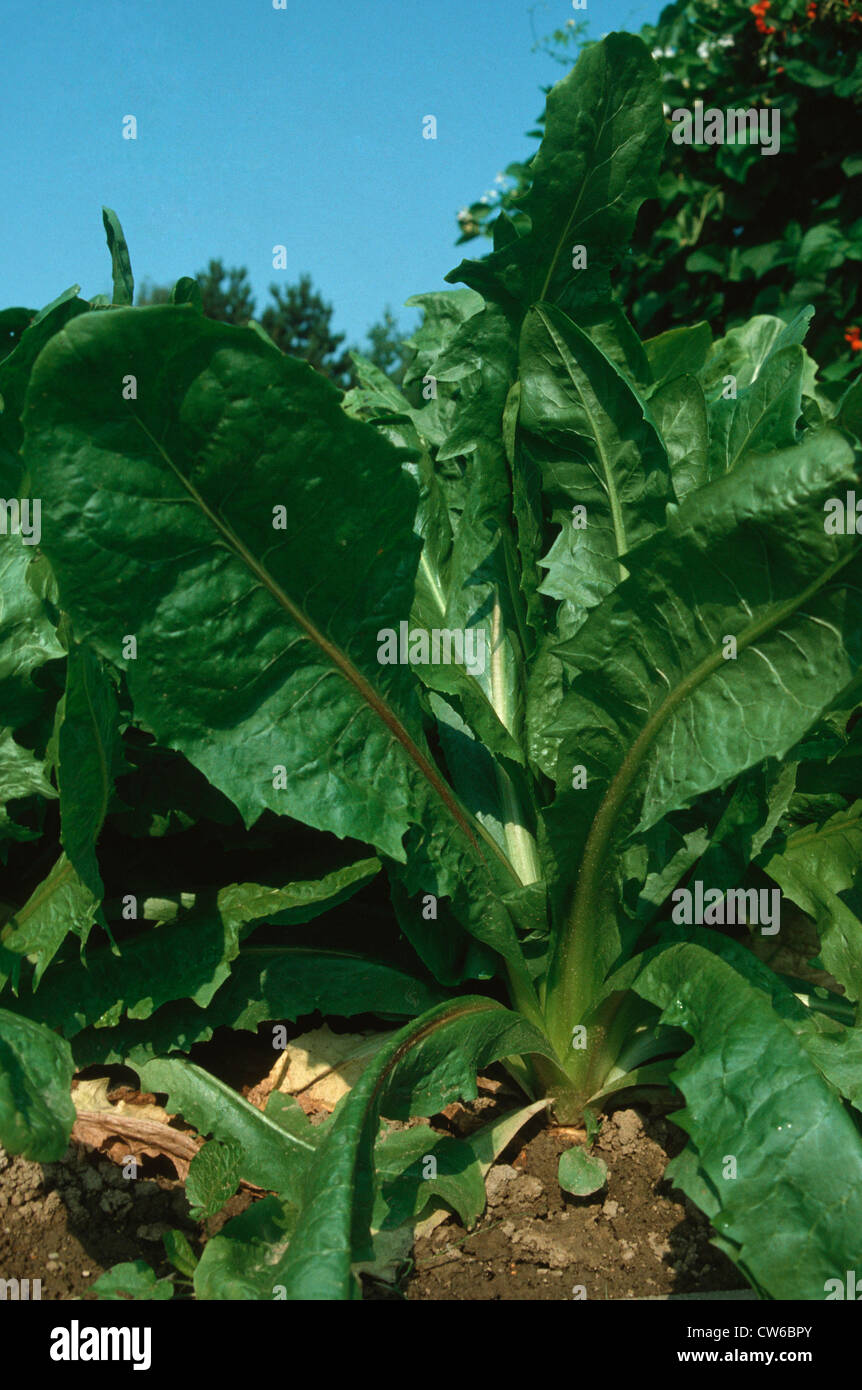 Witloof Chicory, Belgian Endive, Succory (Cichorium Intybus Var ...