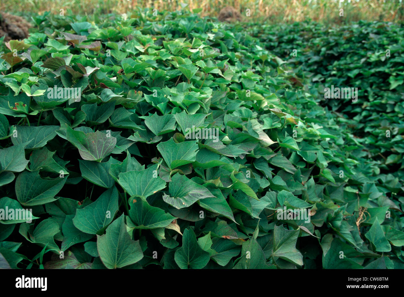 sweet potato (Ipomoea batatas), cultivation Stock Photo
