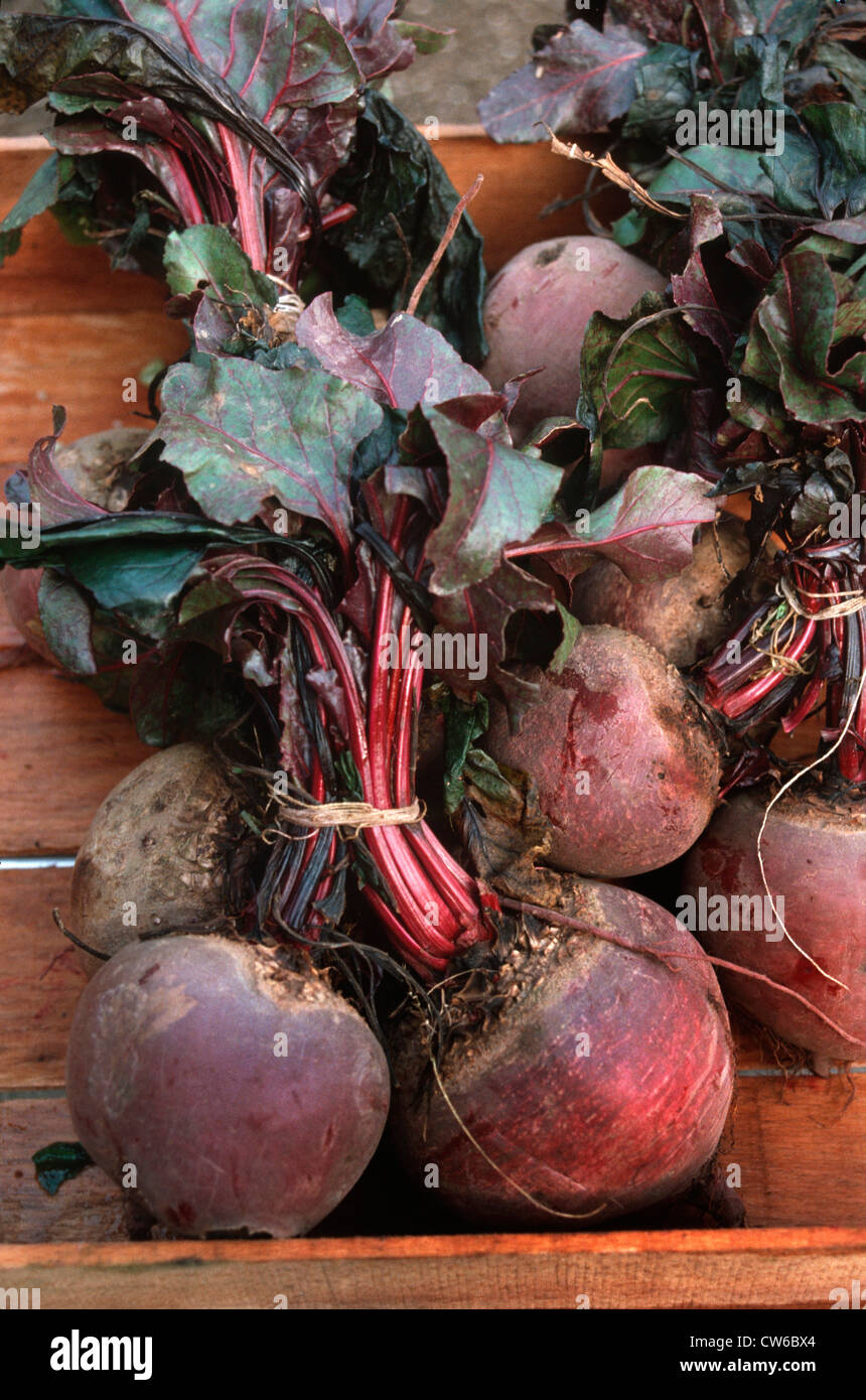 root beet (Beta vulgaris), harvested root vegetables Stock Photo