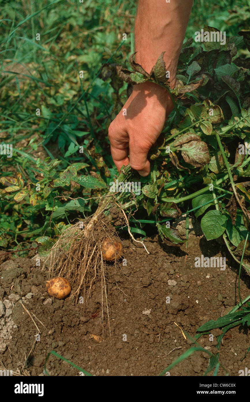 potato (Solanum tuberosum), new potatoes Stock Photo Alamy