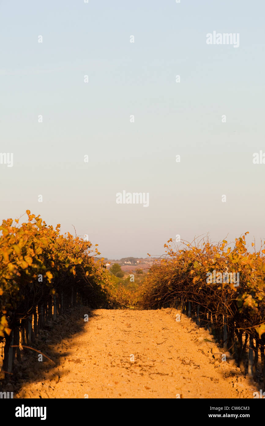 Vineyard field in DO Penedes, Catalonia Stock Photo