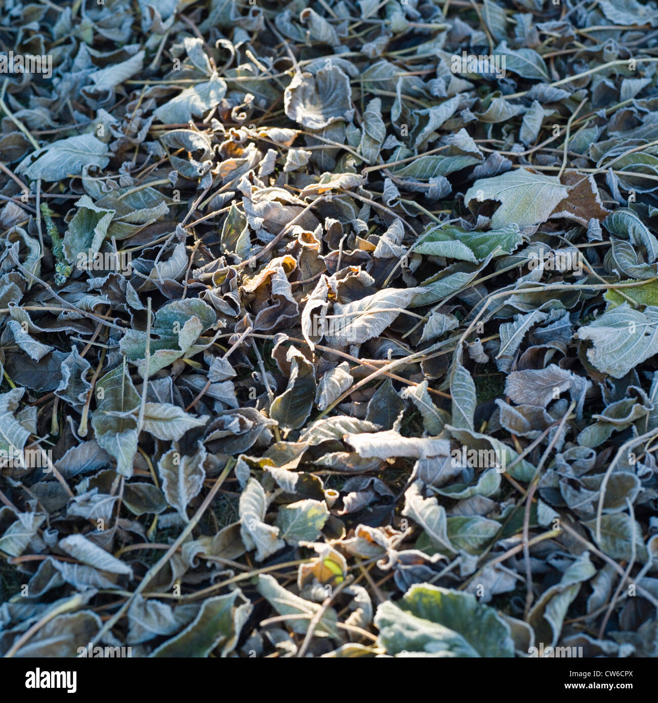 Hoar frost covered leaves hi-res stock photography and images - Alamy