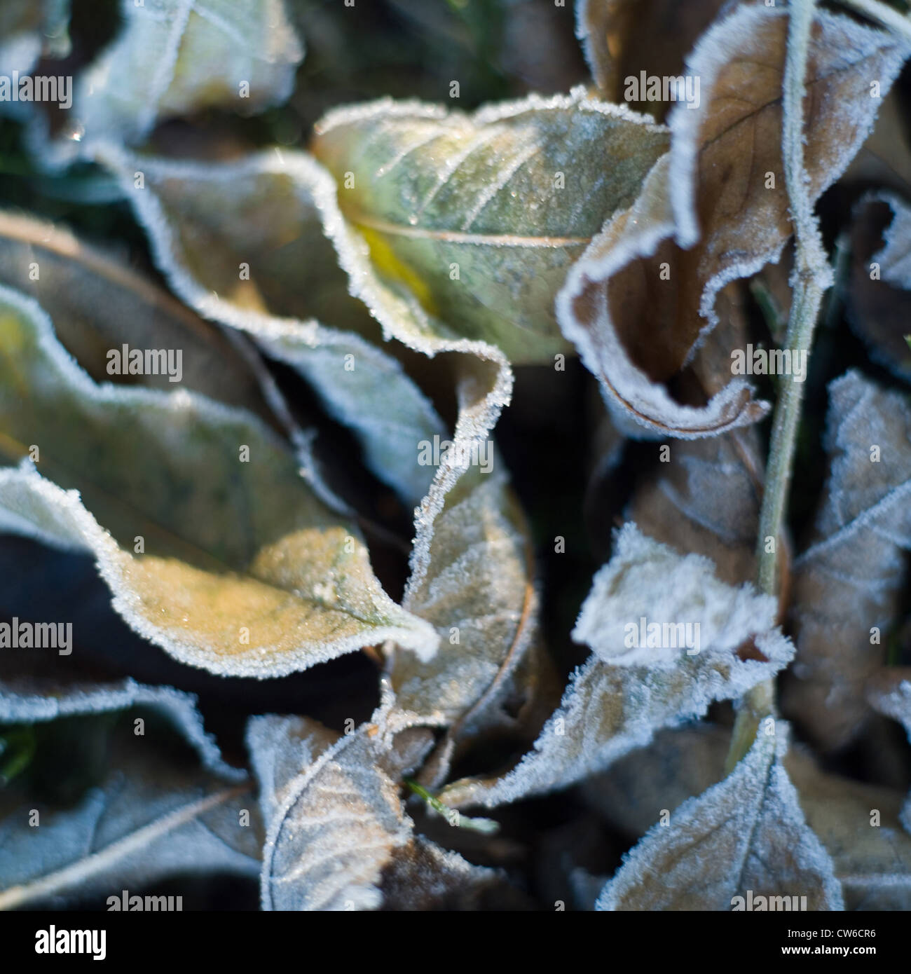 Hoar frost covered leaves hi-res stock photography and images - Alamy
