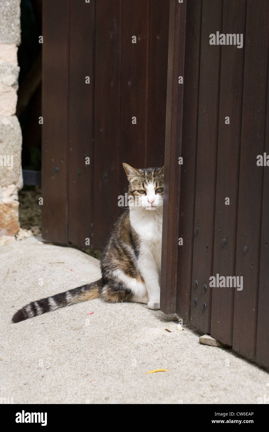 Felis catus. Domestic cat in a gateway. Stock Photo