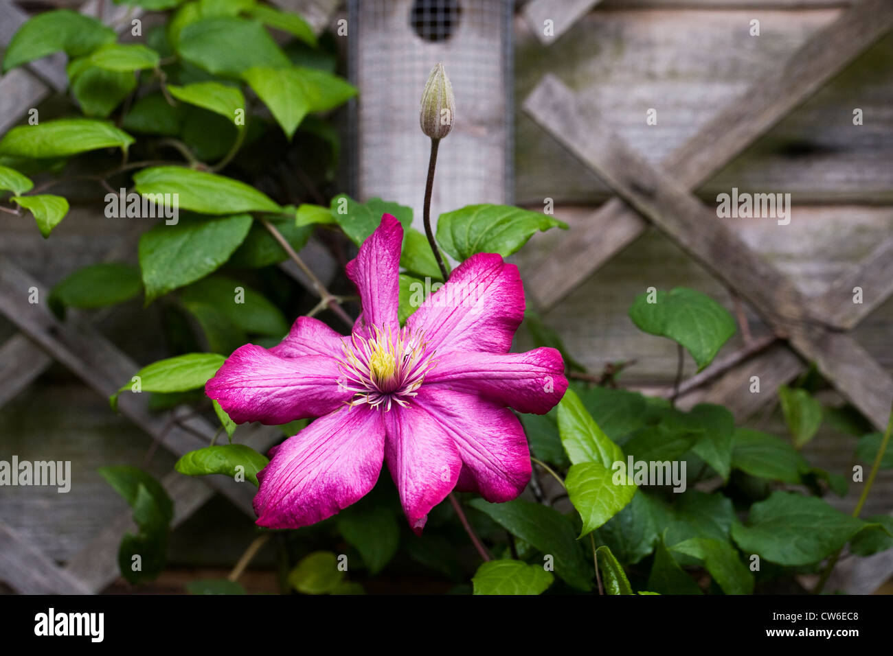 Clematis 'Ville De Lyon' flower and bud growing around a birdfeeder in the garden. Stock Photo