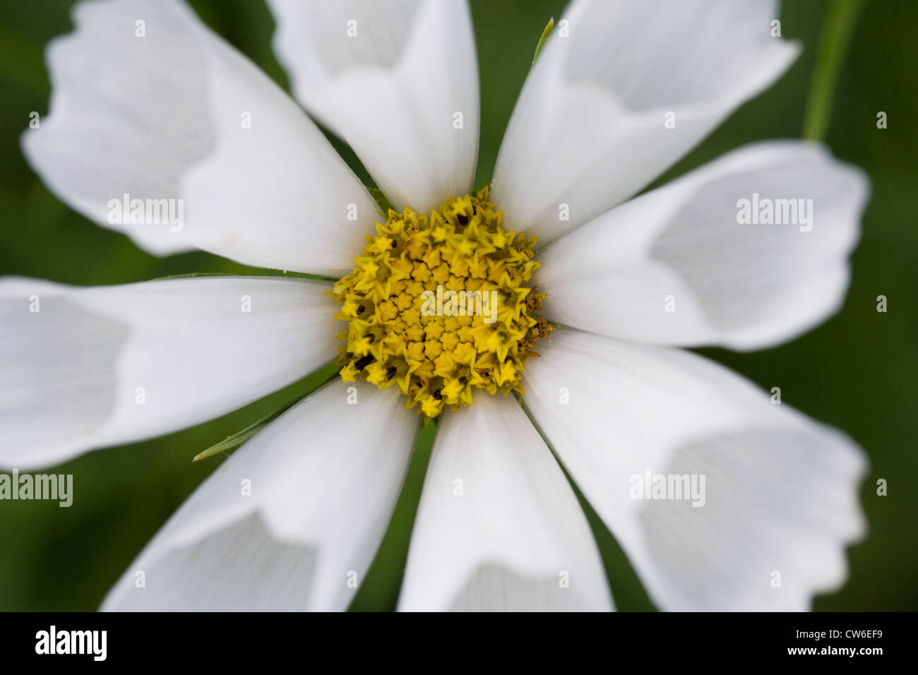 Cosmos bipinnatus 'Seashells' flower. Stock Photo