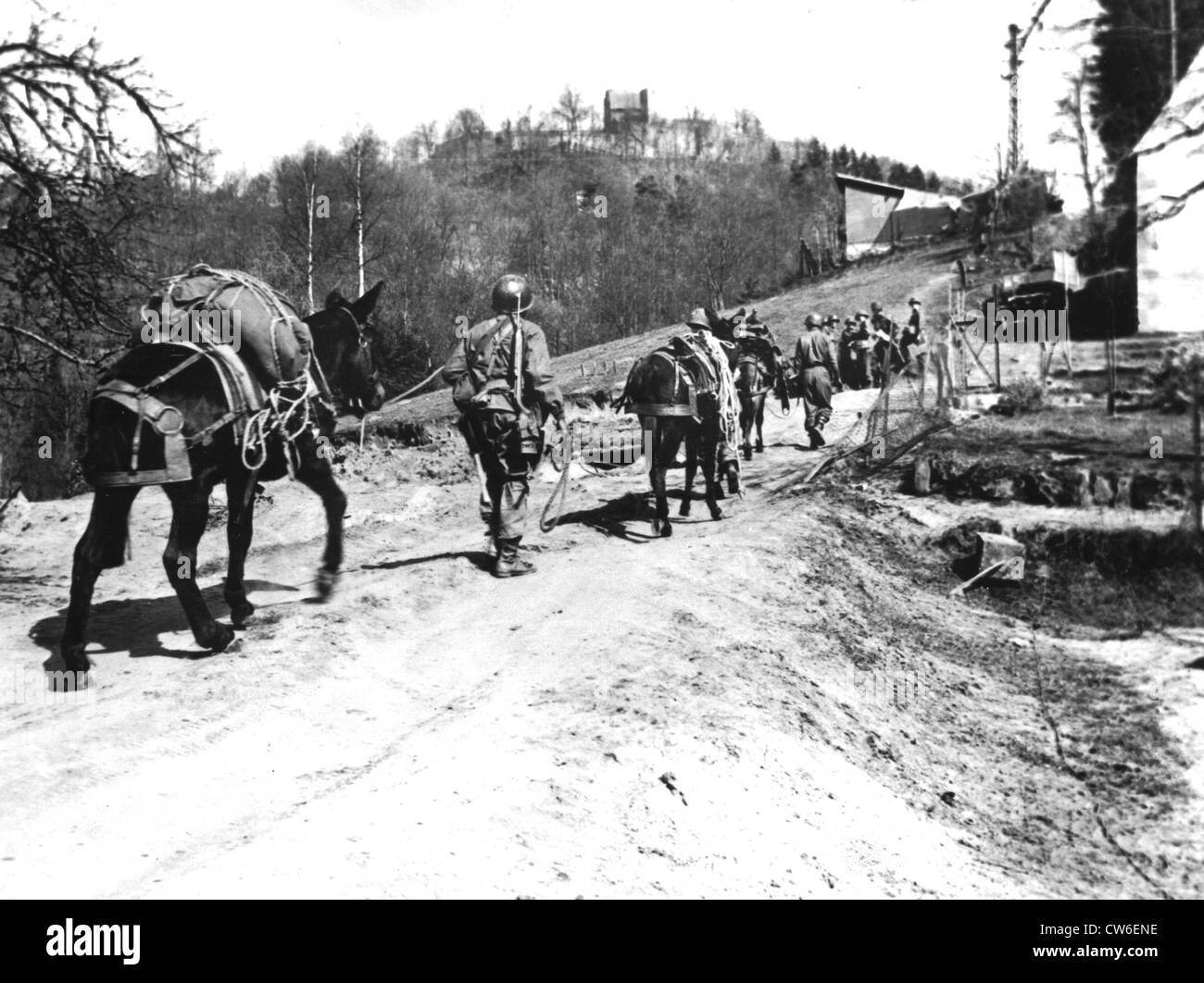 Mules hi-res stock photography and images - Alamy