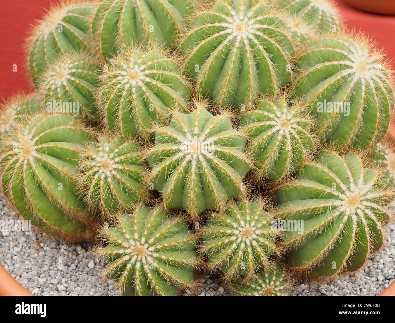 a cactus in  a pot filled with gravel. type not known Stock Photo