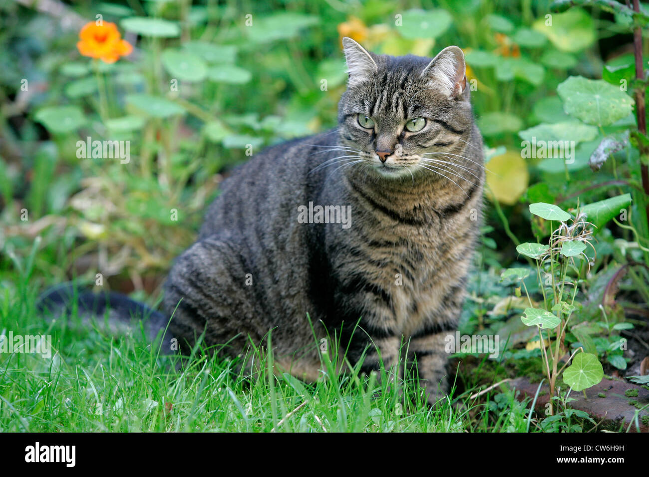 Cat in the garden Stock Photo - Alamy