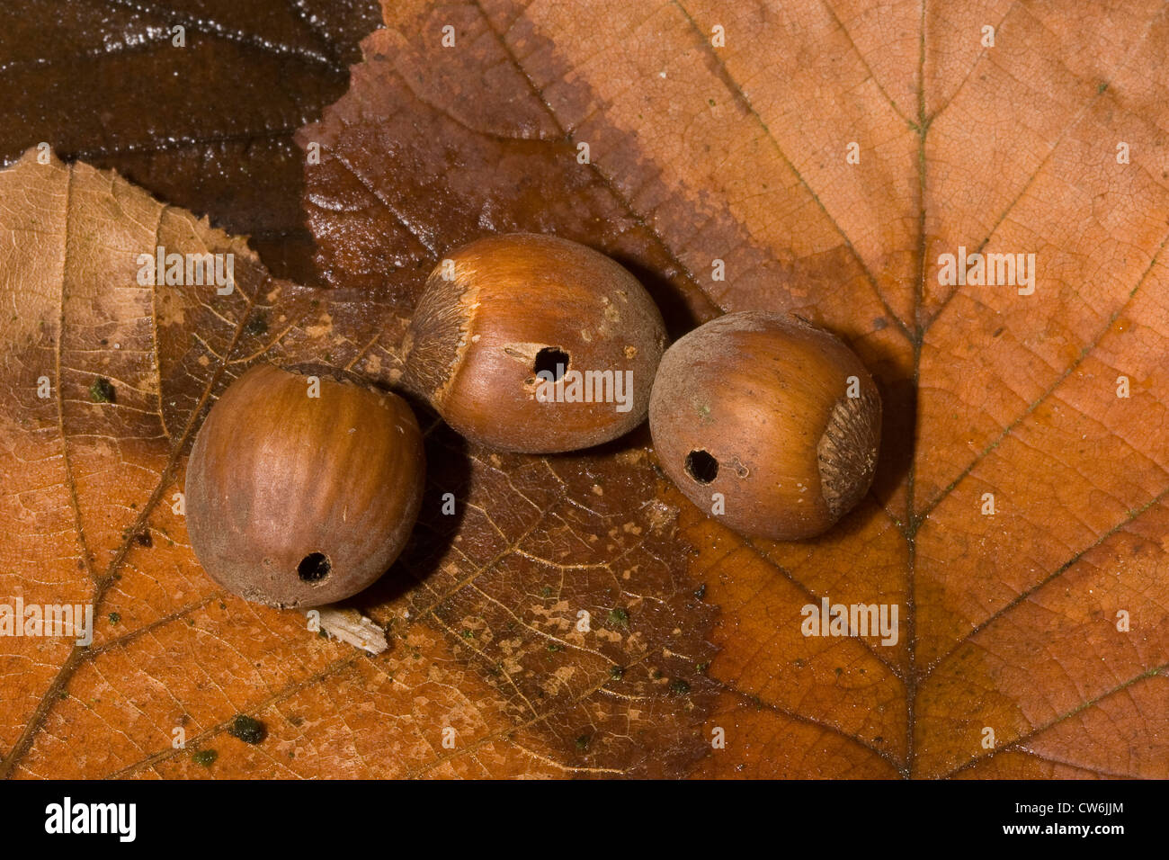 nut weevil (Curculio nucum), holes from larvae in acorns, Germany Stock Photo