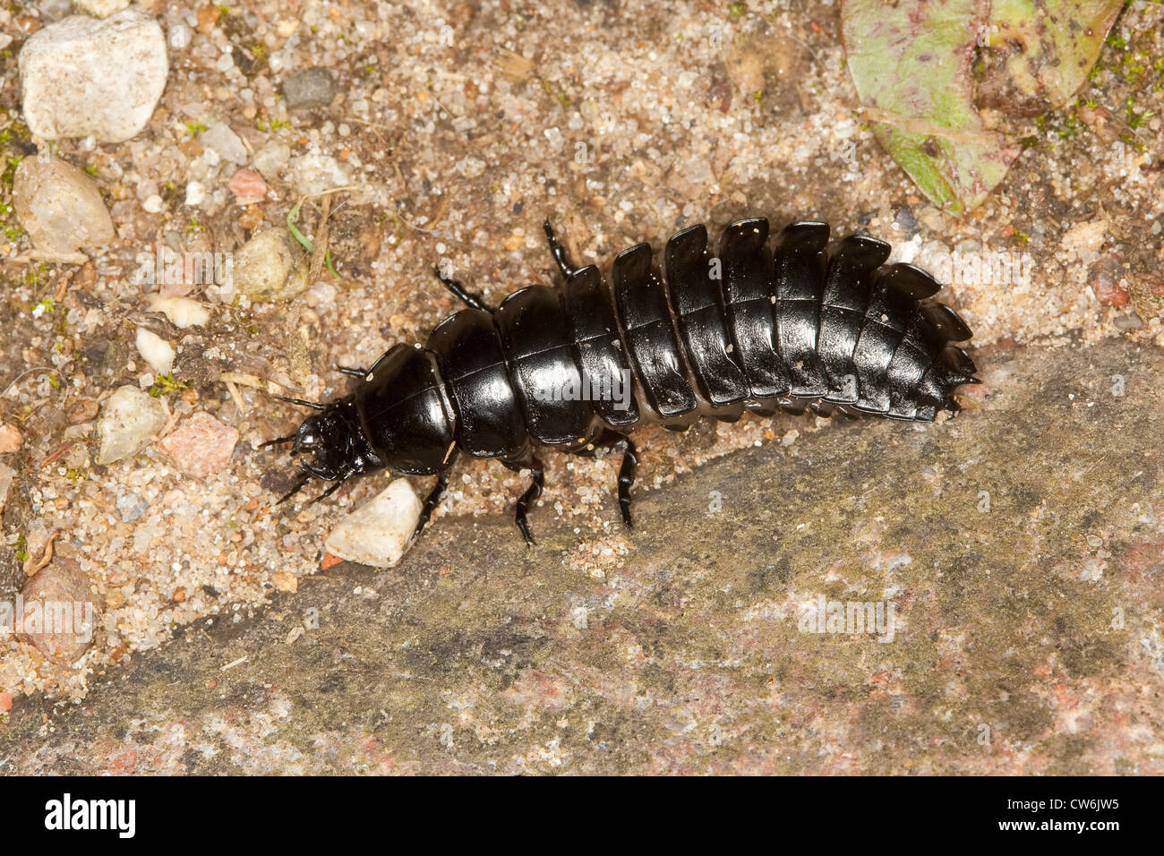 leatherback ground beetle (Carabus coriaceus), larva, Germany Stock Photo