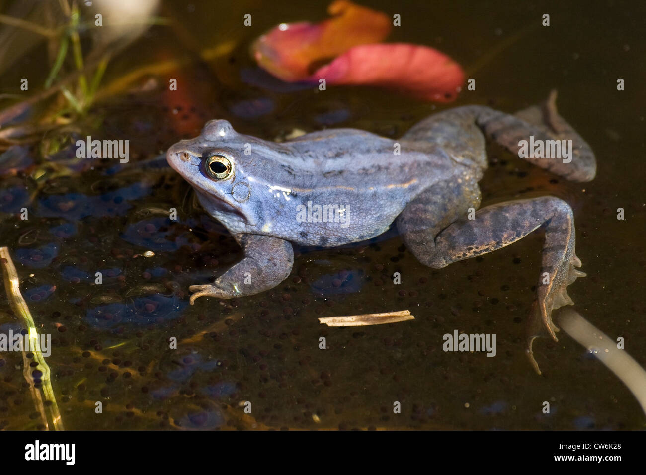 moor frog (Rana arvalis), male at mating season coloured intensely blue sitting on spawn clump, Germany Stock Photo