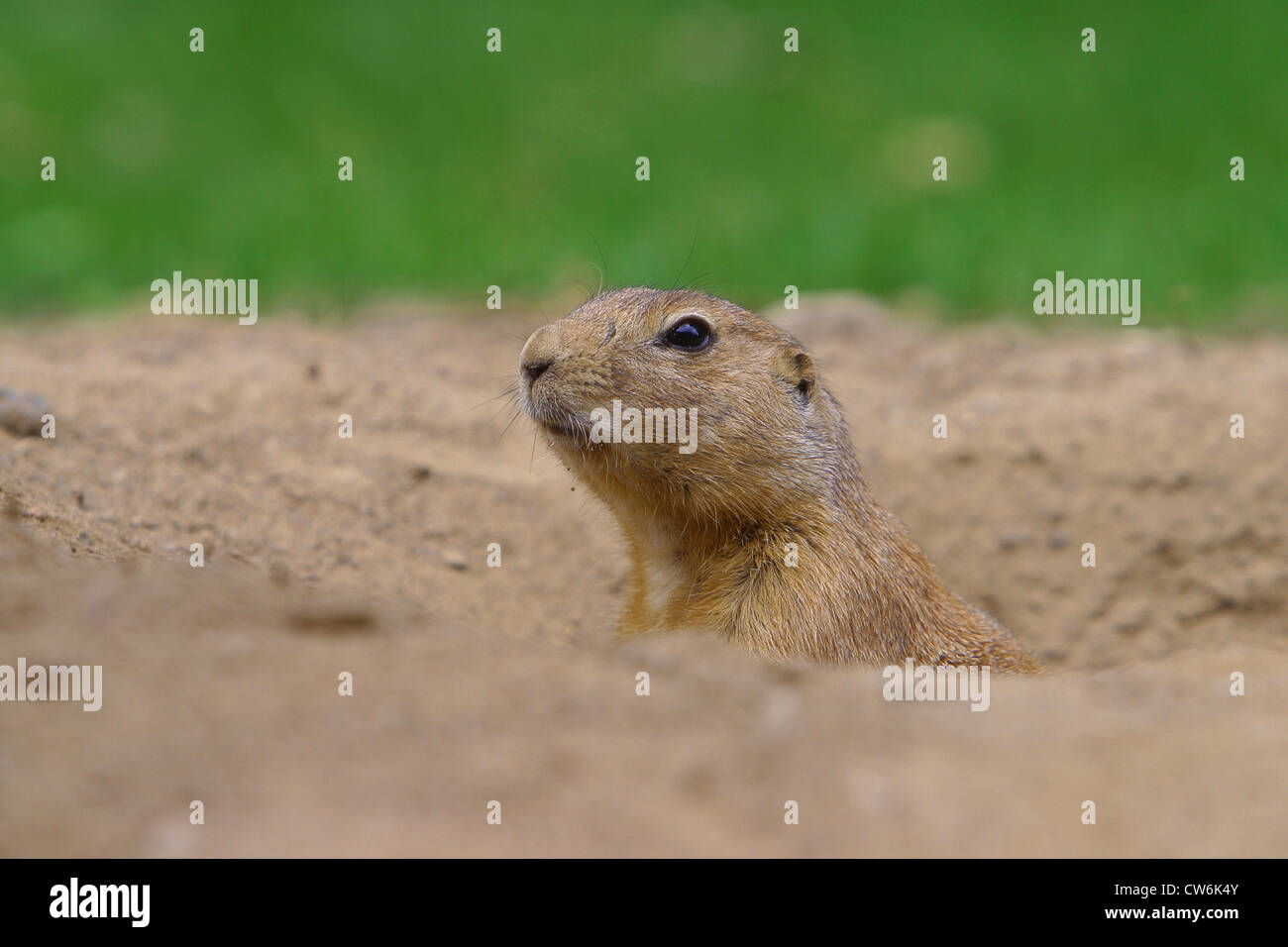 black-tailed prairie dog, Plains prairie dog (Cynomys ludovicianus), looking out of the den Stock Photo